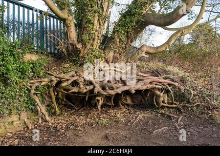 Radici di albero esposte dopo un'inondazione Foto Stock