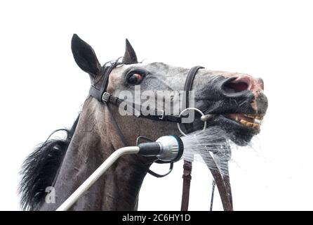 Amburgo, Corno, Germania. 10 luglio 2020. Corse ippiche: Galoppo, Amburgo Derby: Un cavallo viene spruzzato d'acqua dopo una gara. A causa della pandemia di Corona, la riunione di galoppo è accorciata a tre giorni. Credit: Daniel Bockwoldt/dpa/Alamy Live News Foto Stock