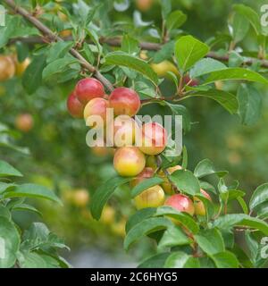 Kirschpflaumen Prunus cerasifera, Prunus cerasifera di prugne di ciliegia Foto Stock