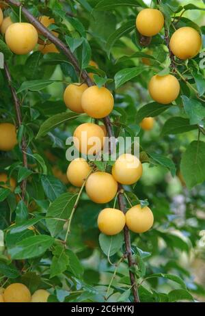 Kirschpflaumen Prunus cerasifera, Prunus cerasifera di prugne di ciliegia Foto Stock