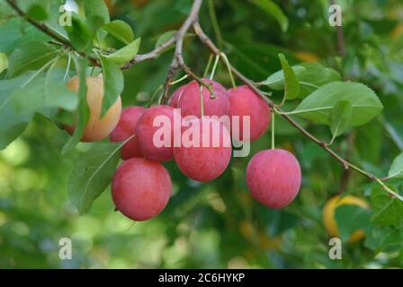 Kirschpflaumen Prunus cerasifera, Prunus cerasifera di prugne di ciliegia Foto Stock