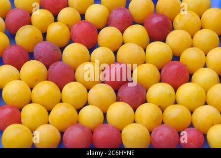 Kirschpflaumen Prunus cerasifera, Prunus cerasifera di prugne di ciliegia Foto Stock