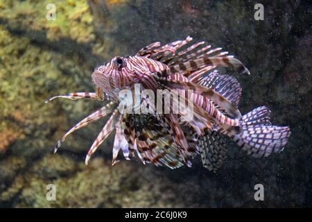 Leone rosso, scorfano predatorio, primo piano Foto Stock