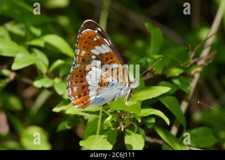 Ammiraglio bianco, crogiolarsi in un Northants Wood, Regno Unito Foto Stock