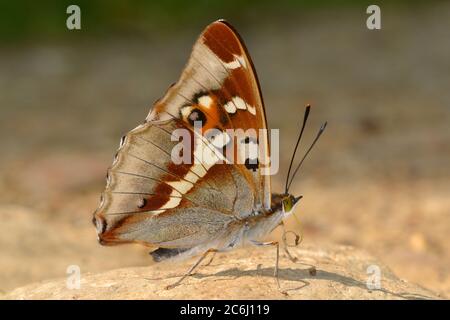 Purpurple Emperor farfalla fango-pudddling, vale a dire succhiare sali dal terreno umido in una giornata calda, Northants legno. Molto cercato per le foto. Foto Stock