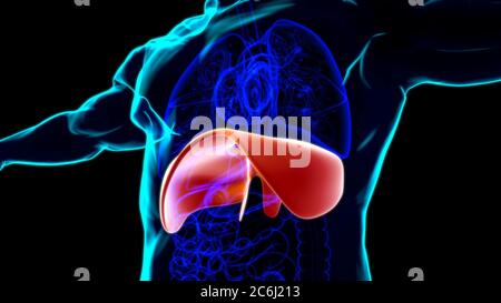Anatomia del sistema respiratorio umano a diaframma per l'illustrazione 3D del concetto medico Foto Stock