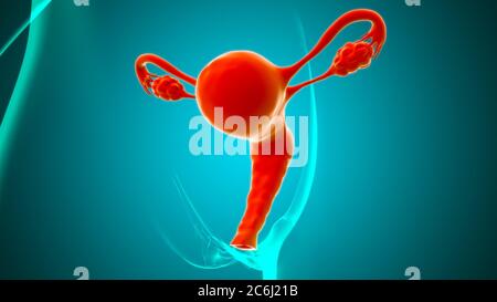 Anatomia del sistema riproduttivo femminile per l'illustrazione 3D del concetto medico Foto Stock