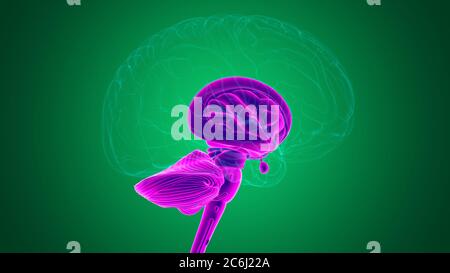 Anatomia delle parti interne del cervello umano per l'illustrazione 3D del concetto medico Foto Stock