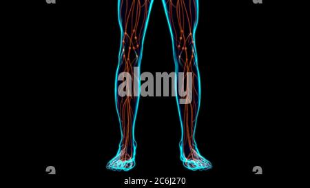 Anatomia dei linfonodi umani per l'illustrazione 3D di Medical Concept Foto Stock
