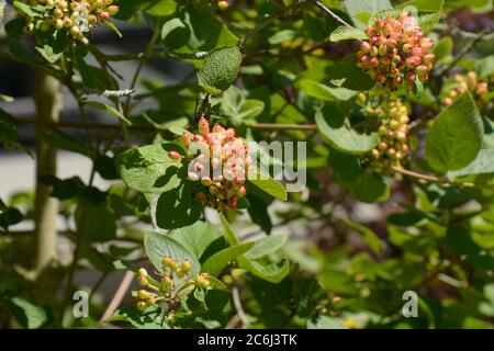 bacche immature di viburnum lantana su rami Foto Stock