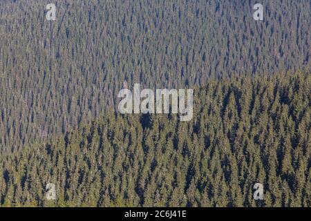 Vista aerea del paesaggio del bosco che forma una texture grafica Foto Stock