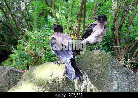 Due giovani Crows Hooded, Corvus cornix in piedi su una roccia, esplorando il loro ambiente. I giovani corvi esaminano l'ambiente circostante con molta curiosità. Foto Stock