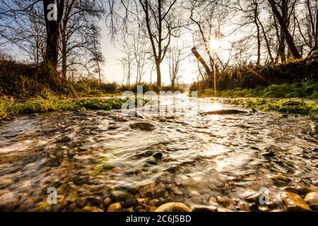 Italia Veneto Fontigo - natura Oasi Fontane bianche Foto Stock