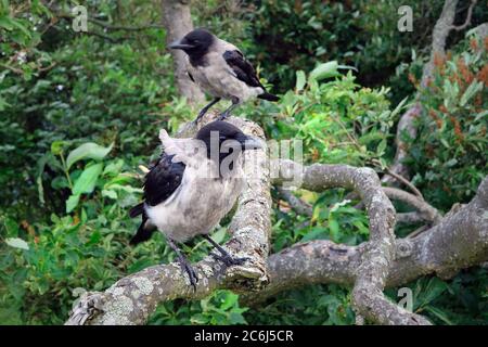 Due giovani cornix con cappuccio, Corvus cornix, arroccati su un albero in un giorno d'estate. Foto Stock