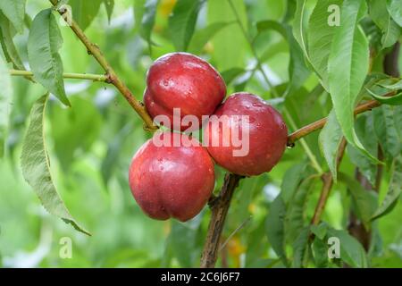 Nektarine Prunus persica Big Bang, Nettarine Prunus persica Big Bang Foto Stock