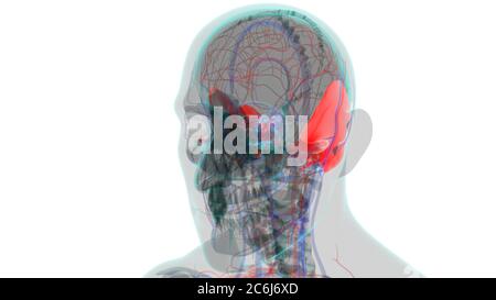 Anatomia ossea temporale del cranio dello scheletro umano per l'illustrazione 3D del concetto medico Foto Stock