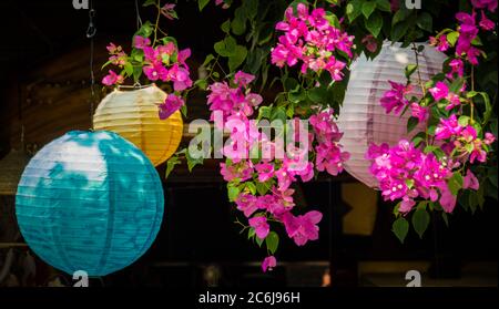 Buganvillea rosa brillante fioriture appese tra lanterne bianche, blu e gialle in Vietnam Foto Stock