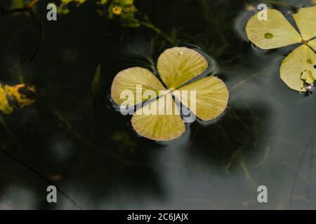 Piante di Eichhornia su acqua, sfondo di acqua scura, nuova immagine di stock di eichhornia come avete bisogno. Foto Stock