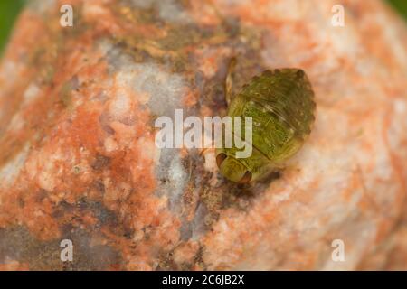 Bug di piattino (Ilyocoris cimicoides) Foto Stock