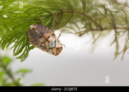 Bug di piattino (Ilyocoris cimicoides) Foto Stock