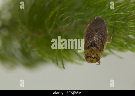 Bug di piattino (Ilyocoris cimicoides) Foto Stock