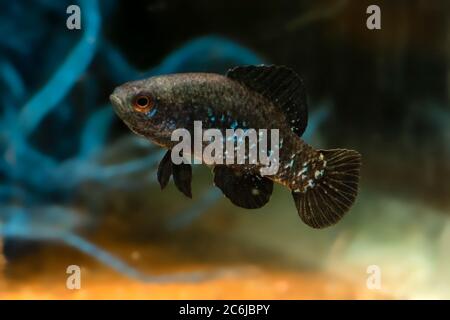 Pesce sole pigmeo Everglades (Elassoma evergladei) Foto Stock