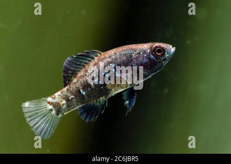 Pesce sole pigmeo Everglades (Elassoma evergladei) Foto Stock