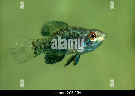 Pesce sole pigmeo Everglades (Elassoma evergladei) Foto Stock