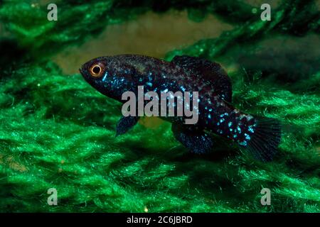 Pesce sole pigmeo Everglades (Elassoma evergladei) Foto Stock