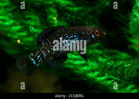 Pesce sole pigmeo Everglades (Elassoma evergladei) Foto Stock