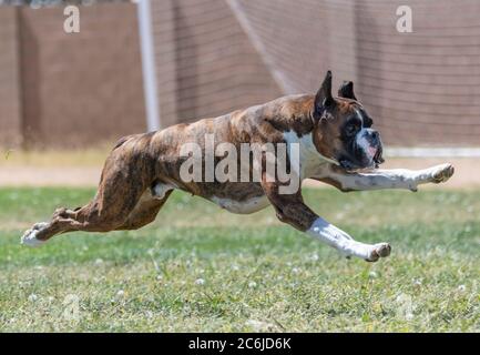 Boxer cane ad una prova veloce del gatto nell'erba che insegue un richiamo Foto Stock