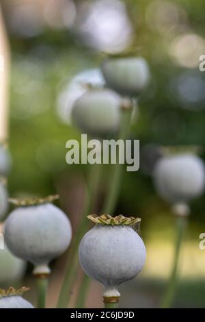 Teste di semi di papavero essiccate (Papaver spp) Foto Stock