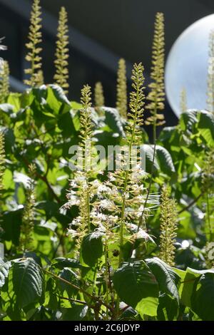 cespuglio fiorito di aesculus parviflora o il bottlebrush buckeye in estate sole Foto Stock