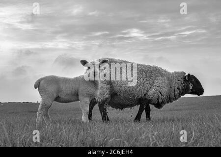 Pecora sulla legge della Bibbia, Isola Santa di Lindisfarne, Northumberland, Inghilterra, Regno Unito. Versione in bianco e nero Foto Stock