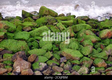 Pietre coperte di alghe a bassa marea Foto Stock