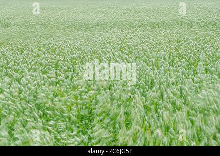 Erba canarino (Phalaris canariensis) che si muove nel vento Foto Stock