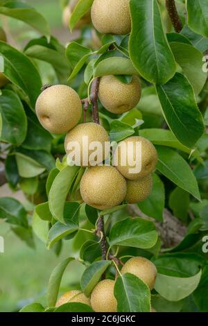 Nashi-Birne Pyrus pirifolia Hosui, Nashi pera Pyrus pirifolia Hosui Foto Stock