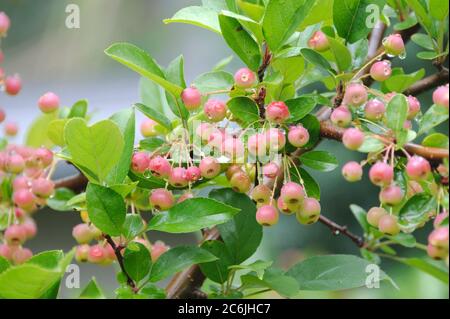 Strauch-Apfel Malus toringo var. Sargentii, arbusto mela Malus toringo var. Sargentii Foto Stock
