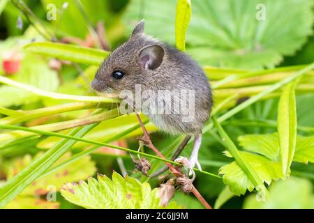 Mouse in legno - apodemus sylvaticus - arrampicarsi su piante e fiori in Scozia, giardino britannico Foto Stock