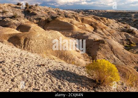 Arbusto giallo e badlands, Bureau of Land Management BLM Badlands, Farmington, New Mexico USA Foto Stock