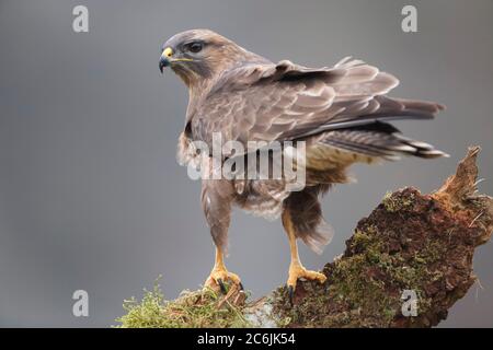 Cramenes, Leon/Spagna; 15 febbraio 2020. La buzzard comune (Buteo buteo) è un uccello di prede medio-grande che ha una vasta gamma. Foto Stock