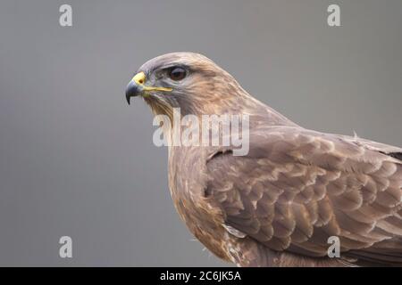 Cramenes, Leon/Spagna; 15 febbraio 2020. La buzzard comune (Buteo buteo) è un uccello di prede medio-grande che ha una vasta gamma. Foto Stock