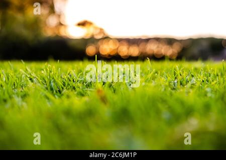 Immagine di messa a fuoco superficiale di un giardino ben mantenuto che mostra i dettagli del prato lussureggiante visto appena sopra la sua superficie. Lo sfondo mostra un tramonto. Foto Stock