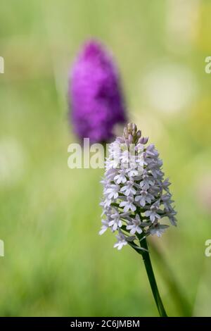 Orchidea piramidale (Anacamptis Pyramidalis) punta di fiore Foto Stock