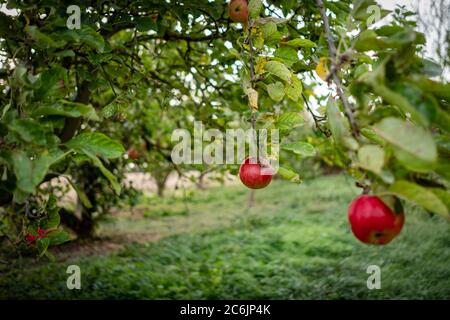 Immagine isolata e poco profonda di un paio di mele da frutteto di sidro mature viste appese a un albero di mele in un frutteto di sidro commerciale durante l'autunno. Foto Stock