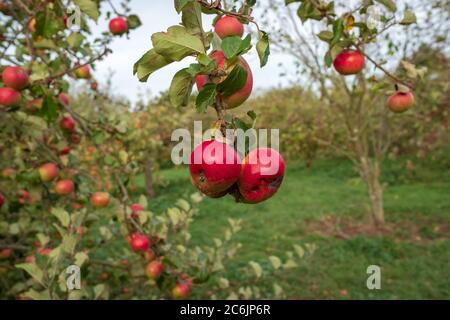 Immagine isolata e poco profonda di un paio di mele da frutteto di sidro mature viste appese a un albero di mele in un frutteto di sidro commerciale durante l'autunno. Foto Stock