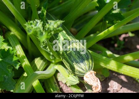 Zucchine in giardino. Zucchine biologiche fresche crescono in giardino. Foto Stock