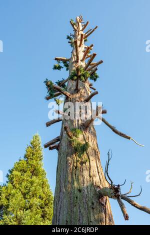 Aspetto verticale di un pino appena tagliato visto prima di essere abbattuto in una foresta di compensazione. Un altro albero può essere visto sullo sfondo. Foto Stock