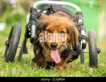 Carino con i capelli lunghi bassotto in una doggy sedia a rotelle. Foto Stock