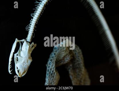 pelle di serpente, colonna vertebrale e cranio conservati Foto Stock